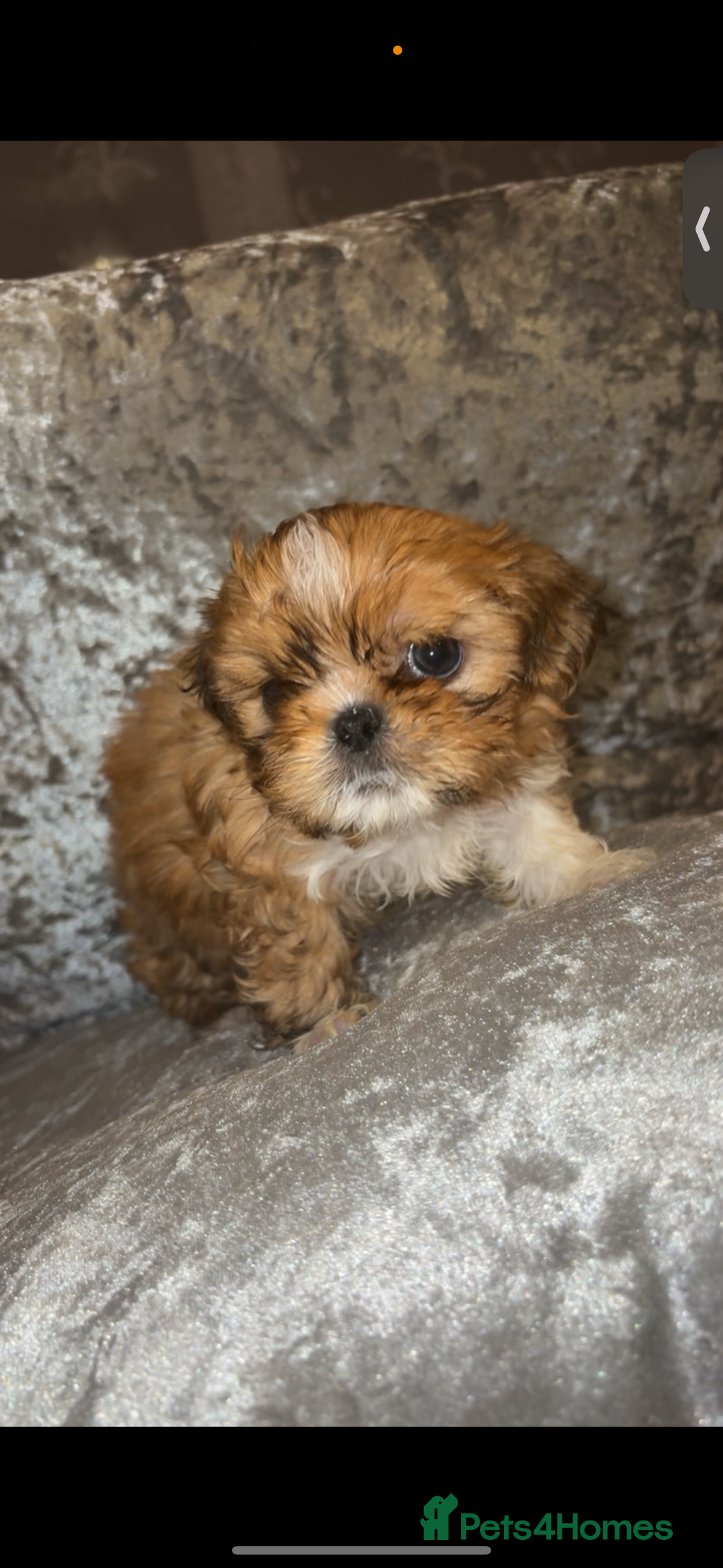 Shih Tzu dogs for sale: Shih tzu puppies - Image 8