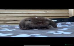 Mini Lop rabbits for sale: Mini lops  - Image 5