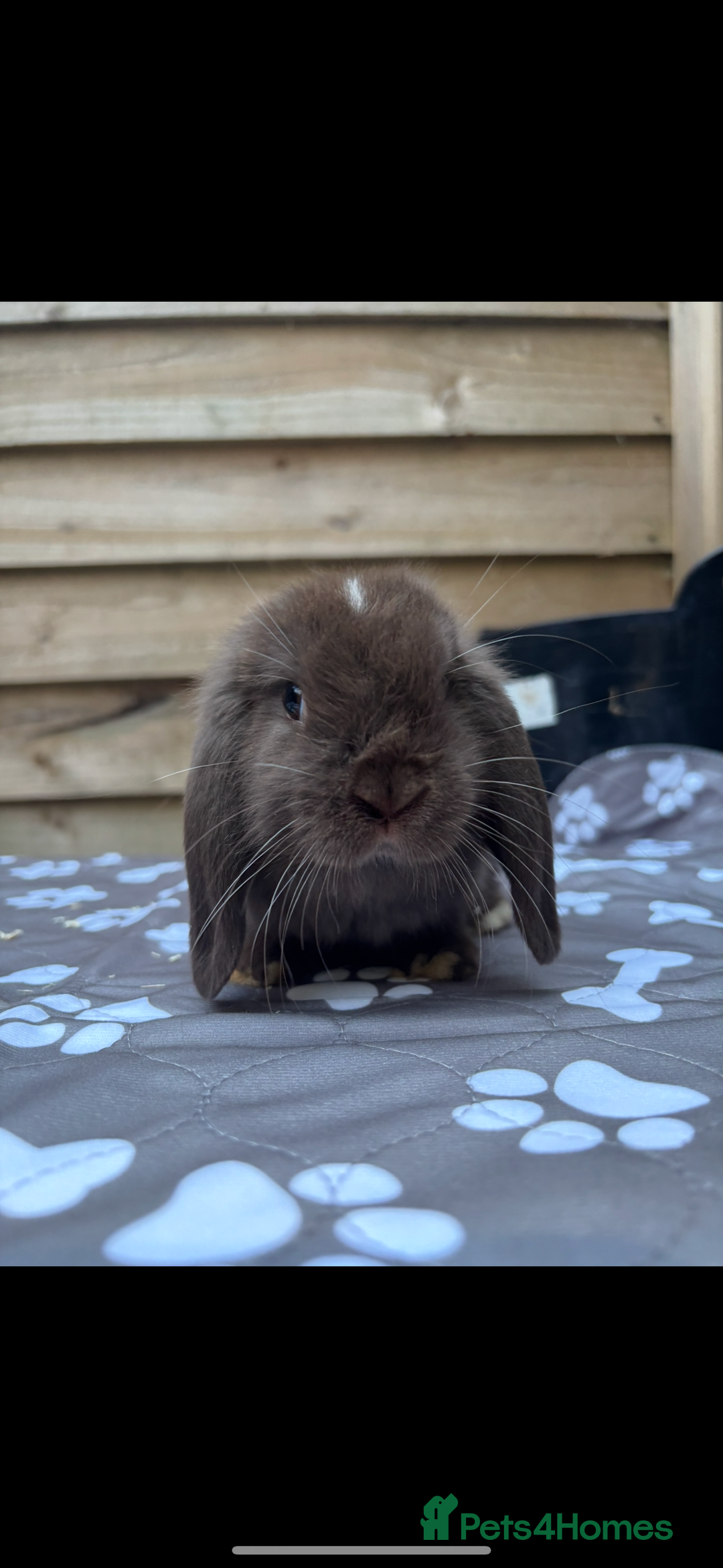 Mini Lop rabbits for sale: Mini lops  - Image 5