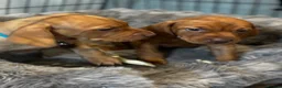 Hungarian Vizsla dogs for sale: 5* HUNGARIAN VIZSLA PUPPIES KC REGISTERED  - Advert 9