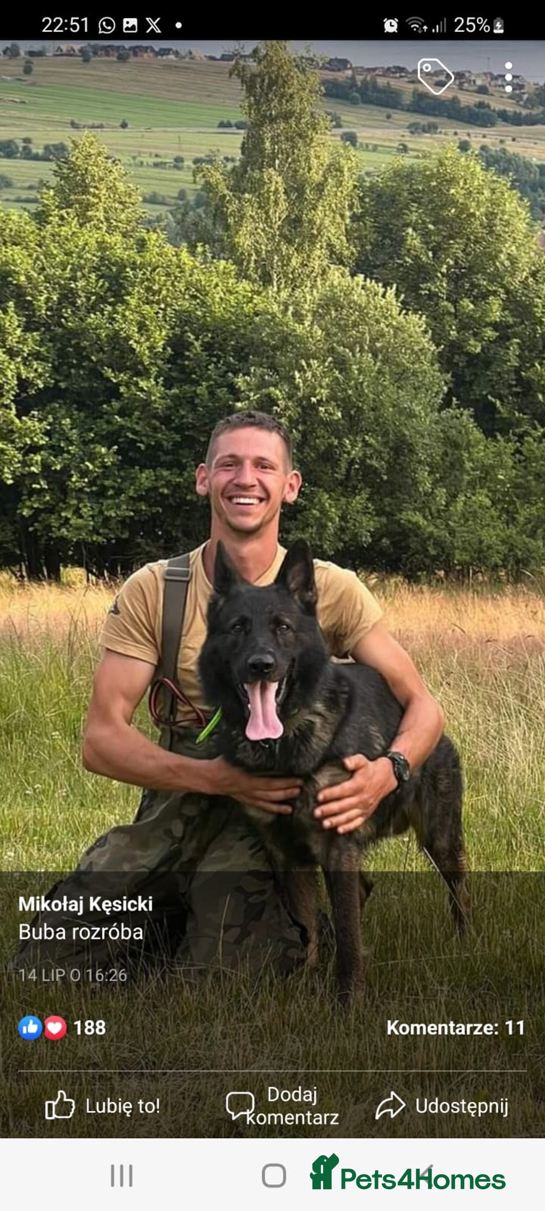 German Shepherd dogs for sale: Working line GSD pups  - Advert 9