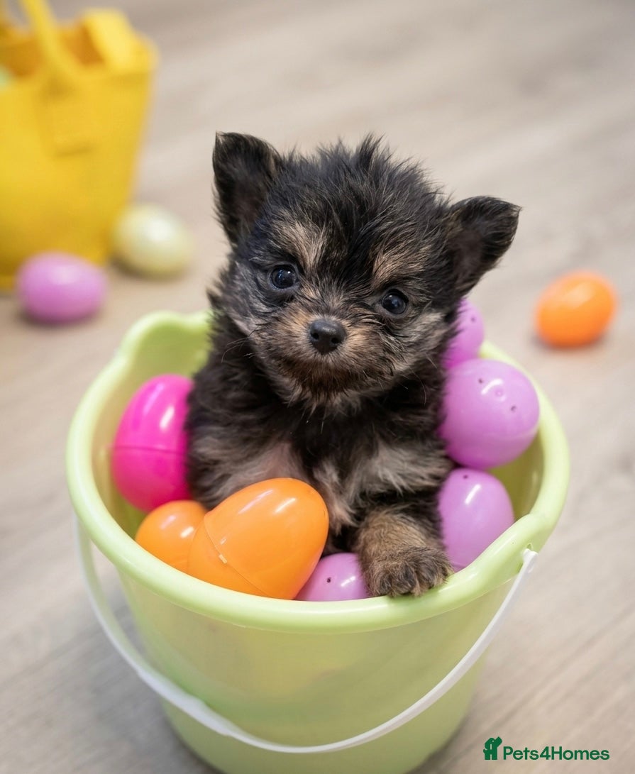 Pomeranian dogs Mini Pomeranian puppy - Advert 14