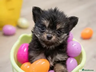 Pomeranian dogs Mini Pomeranian puppy - Advert 2