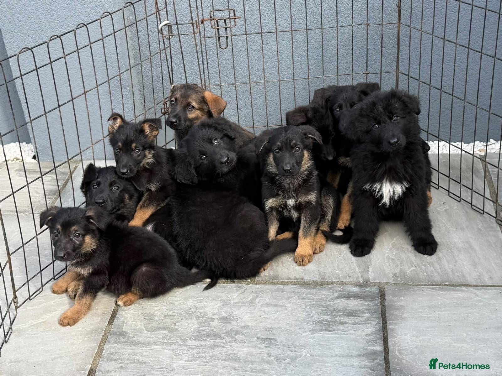 German Shepherd dogs German shepherd pups  - Advert 4