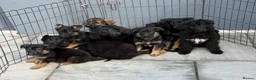 German Shepherd dogs for sale: German shepherd pups  in Dereham - Advert 1