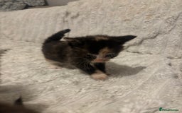 Turkish Angora cats for sale: Friendly, Cute & Cuddly Kittens – Ready 10/12  - Advert 3