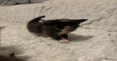 Turkish Angora cats Friendly, Cute & Cuddly Kittens – Ready 10/12  - Advert 10