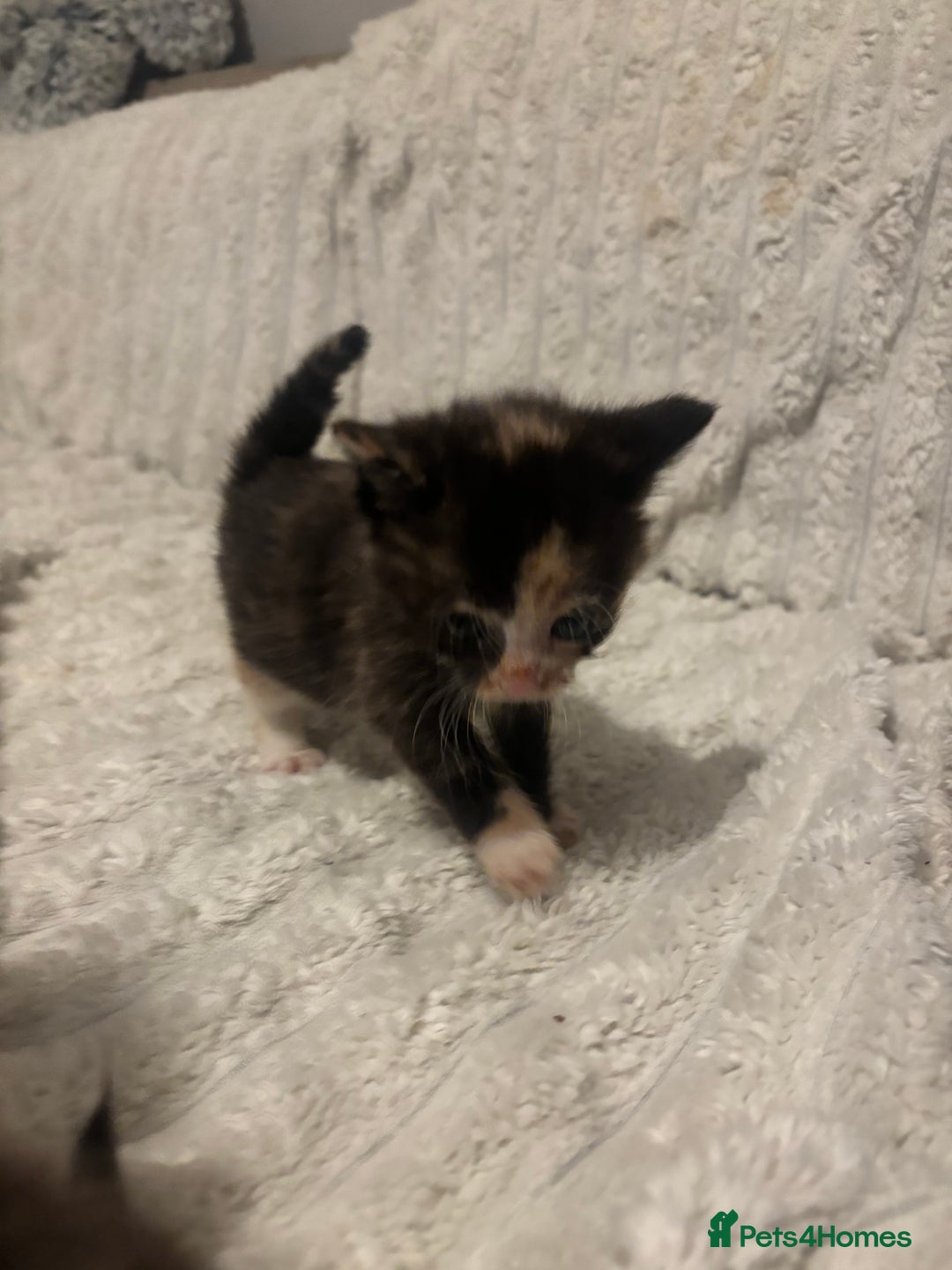 Turkish Angora cats for sale: Friendly, Cute & Cuddly Kittens – Ready 10/12  - Advert 3