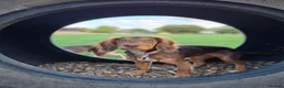 Cocker Spaniel dogs for sale: Cocker Spaniel Maeve, 5 months seeks forever home  - Advert 3