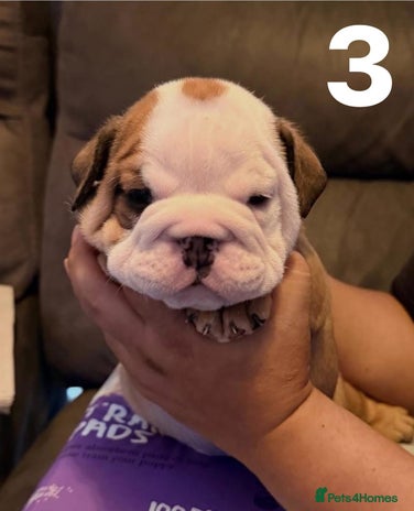 English Bulldog dogs - Advert 1