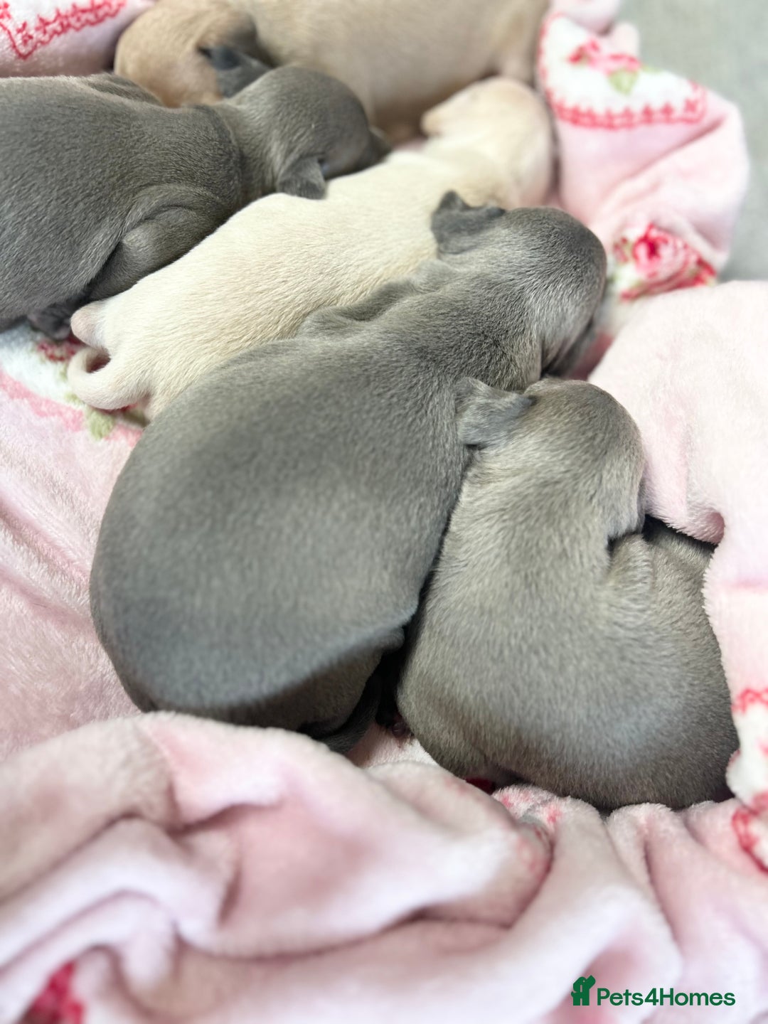 Italian Greyhound dogs for sale: 🐾Exceptional litter of KC Italian Greyhounds 🐾 - Advert 8
