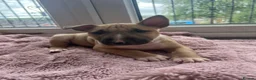 English Bull Terrier dogs for sale: KC REG BULL TERRIER PUPS FROM CHAMP BLOODLINES   - Advert 5
