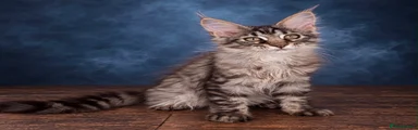 Maine Coon 3