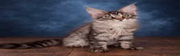 Maine Coon cats for sale: Ready to go ☺️ - Advert 3