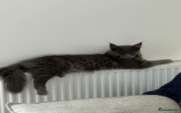 Maine Coon cats for sale: Maine coon - Image 2