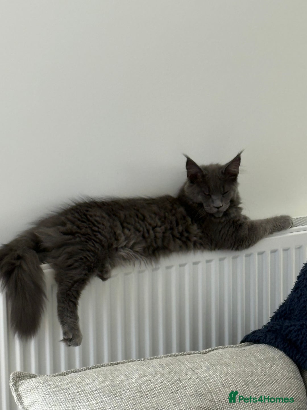 Maine Coon cats for sale: Maine coon - Image 2