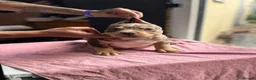 American Bully dogs for sale: Pocket Bully's - Advert 3