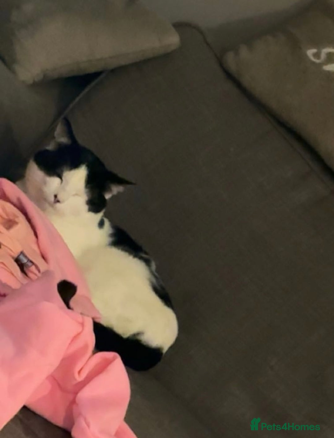 British Shorthair cats for sale: Male black & white loving boy - Advert 2