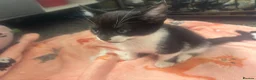 Mixed Breed cats for sale: Tabby female and 2 black and white boy kittens - Advert 8