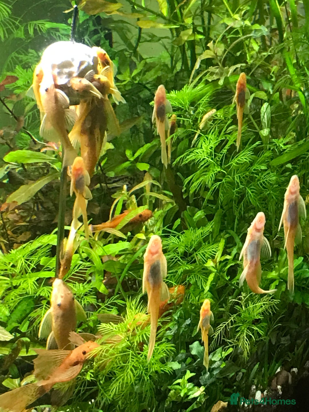 Plecos fish for sale: L144 Blue Eyed Bristlenose Pleco size 3 cm - Image 3
