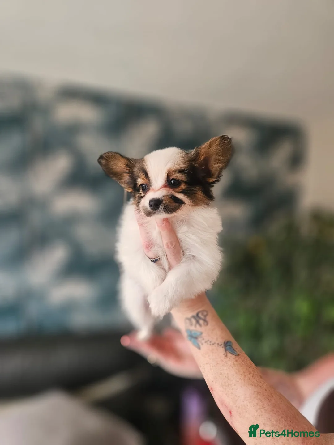 Papillon dogs for sale: Papillon puppy girls - Advert 15