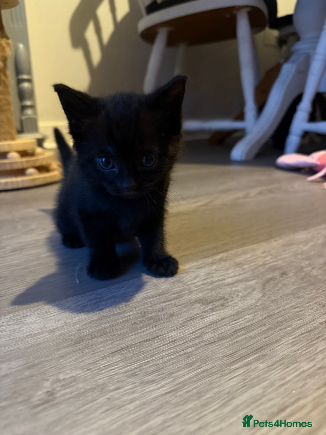 Domestic Shorthair cats for sale: Two beautiful boy kittens  - Image 3