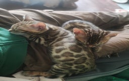 Bengal cats for sale: Rehoming 🐾 ✨ Bengals Beautiful Pedigree ✨ - Image 17