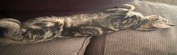 Mixed Breed cats for sale: Tabby male kitten 5 months old  - Advert 4