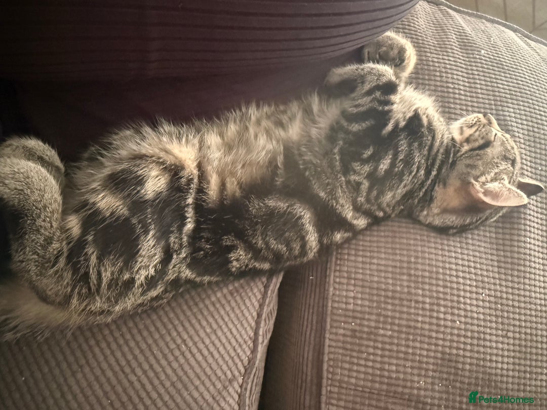 Mixed Breed cats for sale: Tabby male kitten 5 months old  - Advert 4
