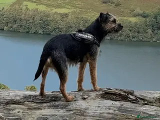 Border Terrier dogs Border terrier - Advert 4