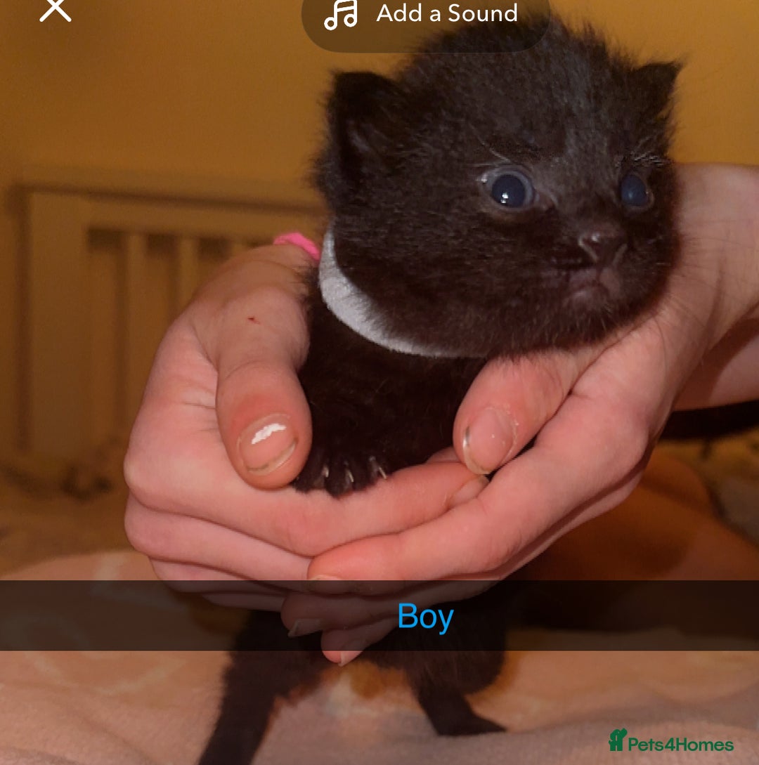 Mixed Breed cats for sale: 9 fluffy beautiful kittens 5 left!  - Image 4