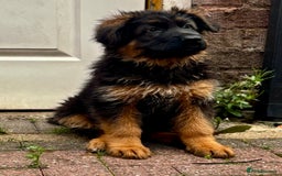 German Shepherd dogs for sale: Ready for new home. German Shepard 1 boy Left!!!  - Image 10