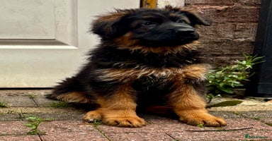 German Shepherd dogs - Advert 4