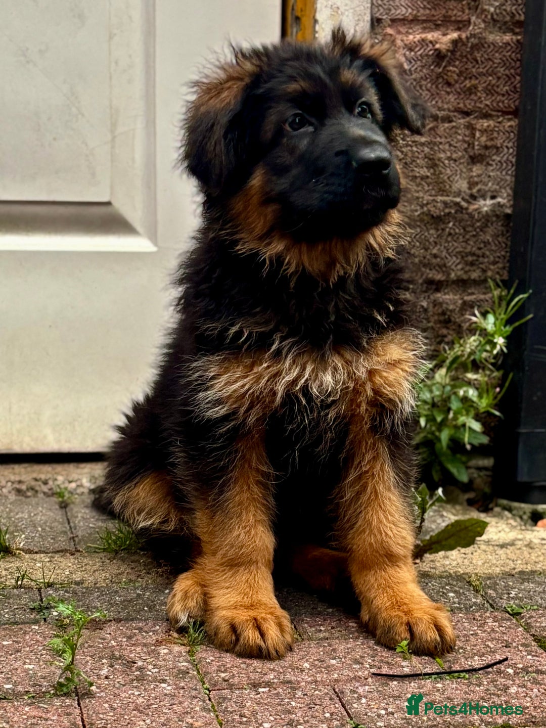 German Shepherd dogs for sale: Ready for new home. German Shepard 1 boy Left!!!  - Image 10