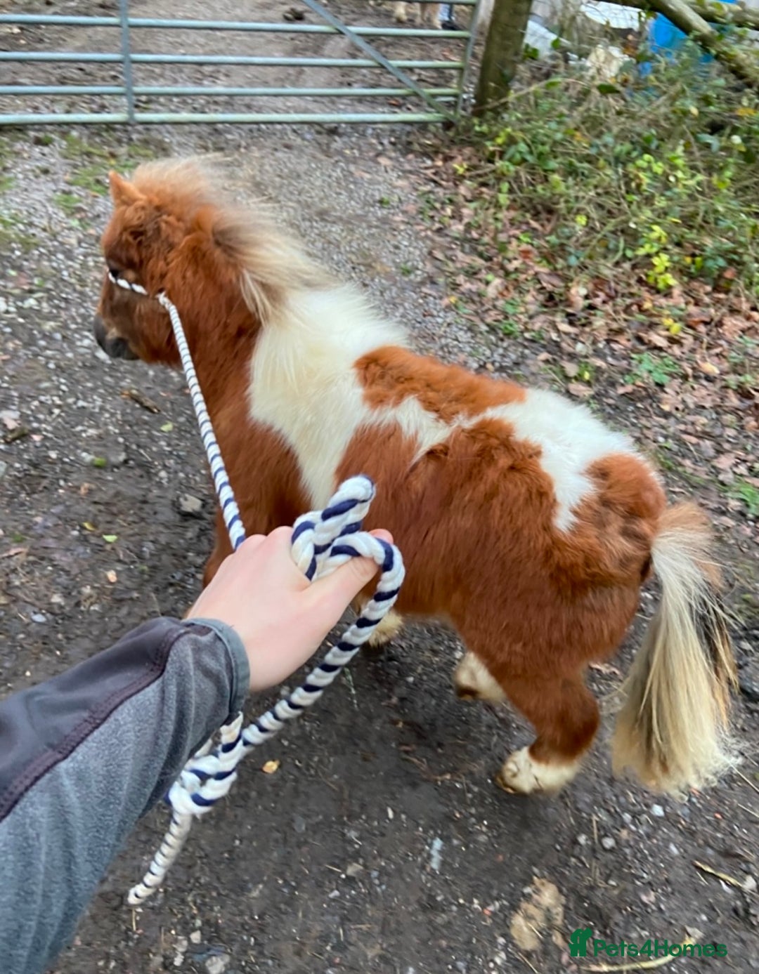 Shetland pony horses for sale: Miniature Shetland colt foal - Advert 1