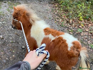 Shetland pony horses Miniature Shetland colt foal - Advert 1