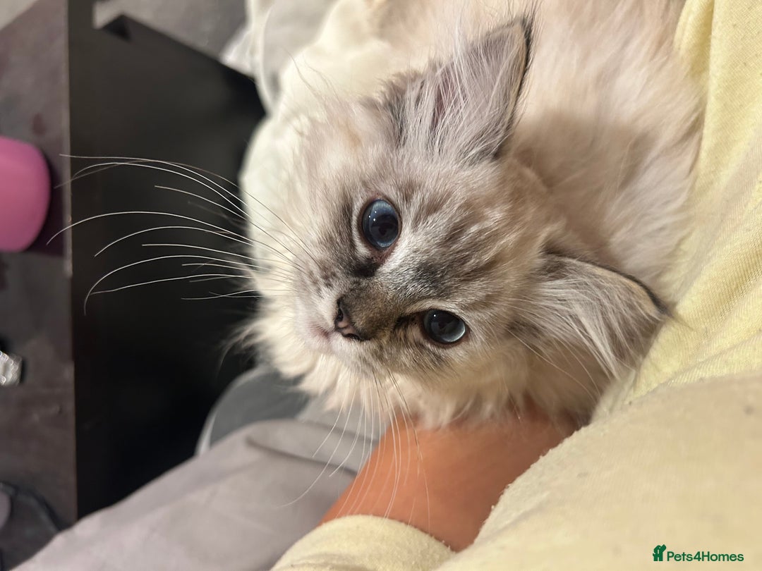 Ragdoll cats for sale: Champion bloodline ragdoll kitten - Advert 1