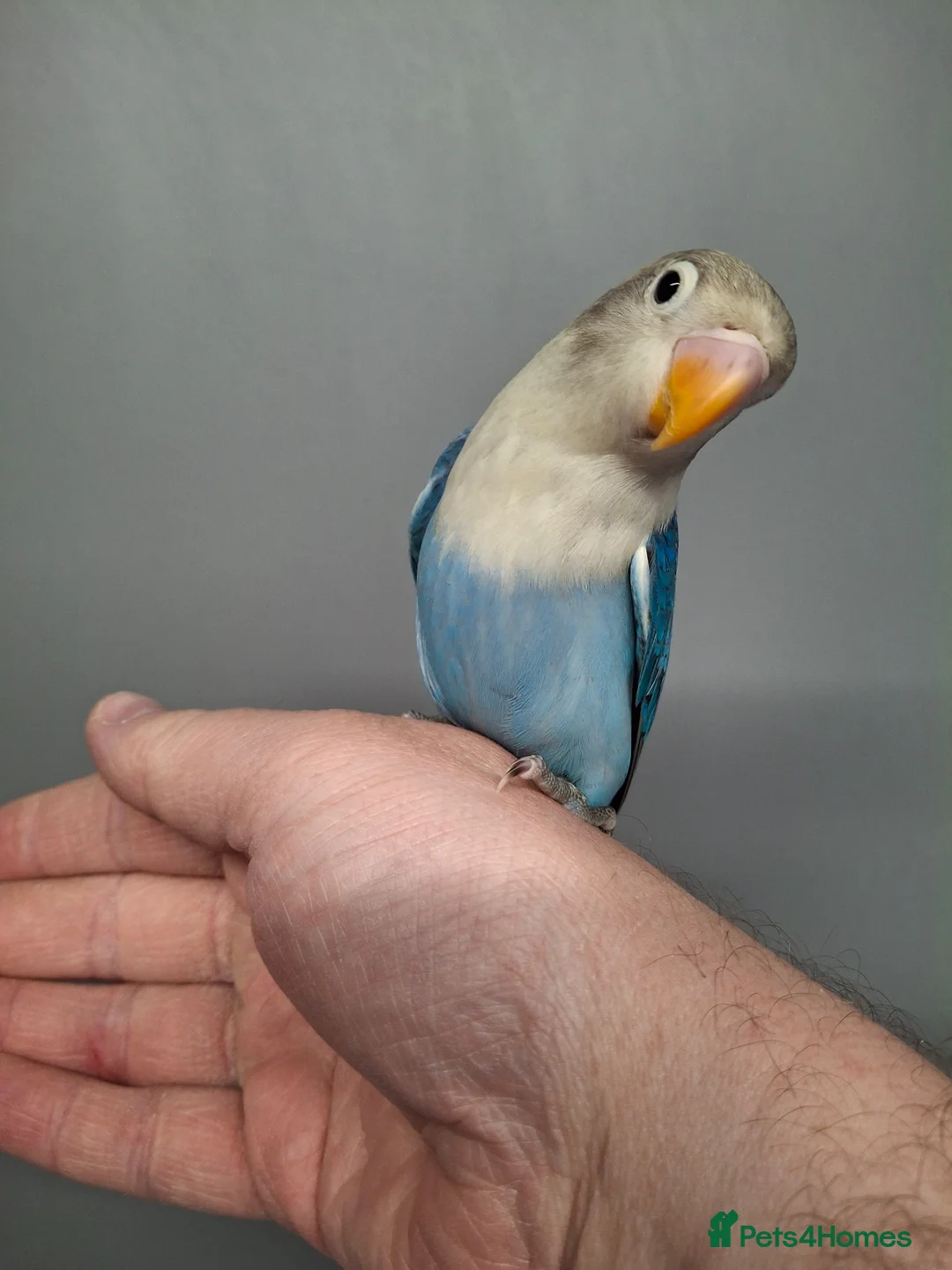 Lovebirds birds for sale: HAND REARED LOVEBIRDS - Advert 4