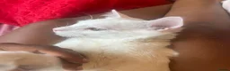 Maine Coon cats for sale: Russian white x Maine coone BL - Advert 2