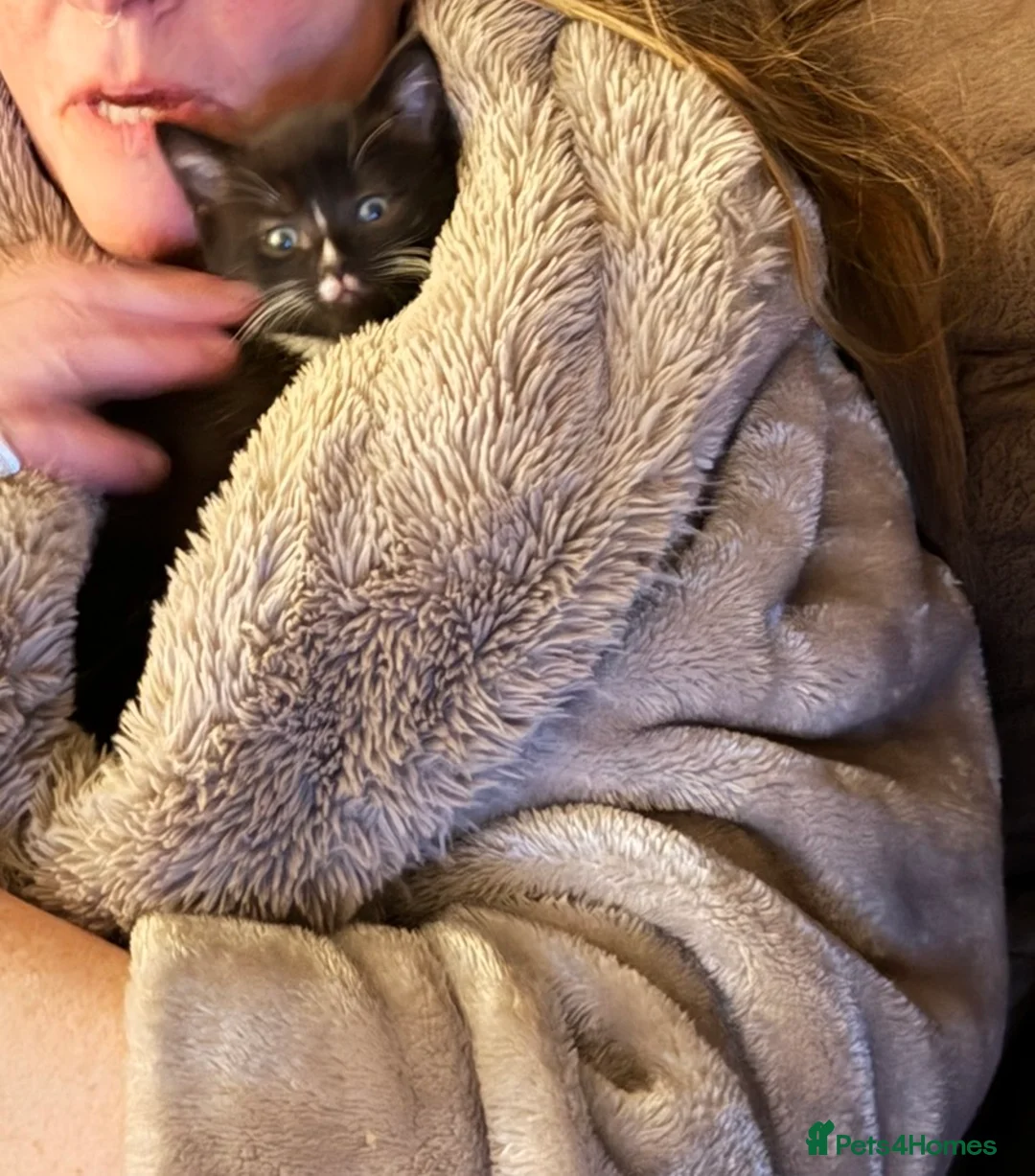 Ragdoll cats for sale: mixed ragdoll kittens  - Advert 2