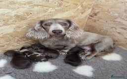 Miniature Dachshund dogs for sale: Kc Reg Long Haired Miniture Dachshund Puppies - Image 29
