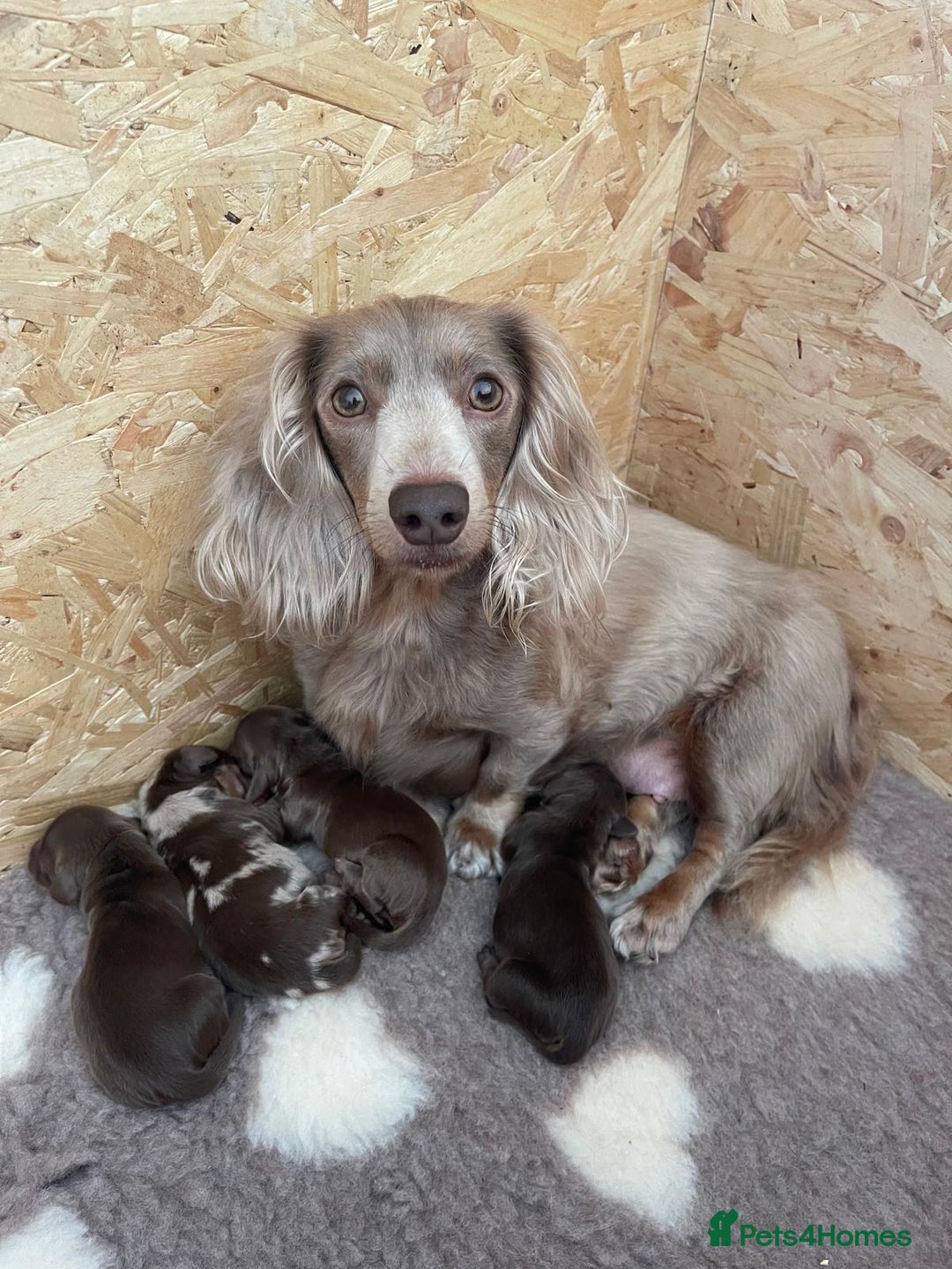 Miniature Dachshund dogs for sale: Kc Reg Long Haired Miniture Dachshund Puppies - Image 29