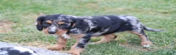 Cockapoo dogs for sale: Beautiful Cockerlierpoo puppies for sale - Advert 40