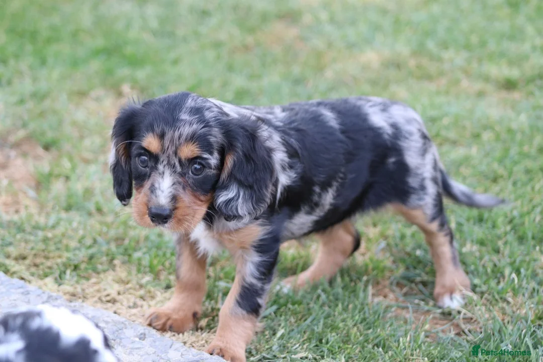 Cockapoo dogs for sale: Beautiful Cockerlierpoo puppies for sale - Advert 40