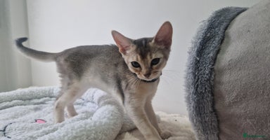 Abyssinian cats - Advert 9
