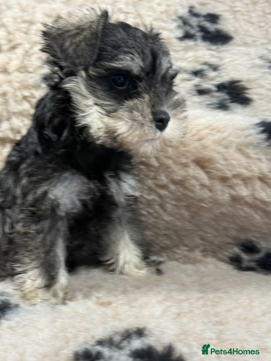 Miniature Schnauzer dogs for sale: Beautiful miniature schnauzers pups ready now - Advert 5