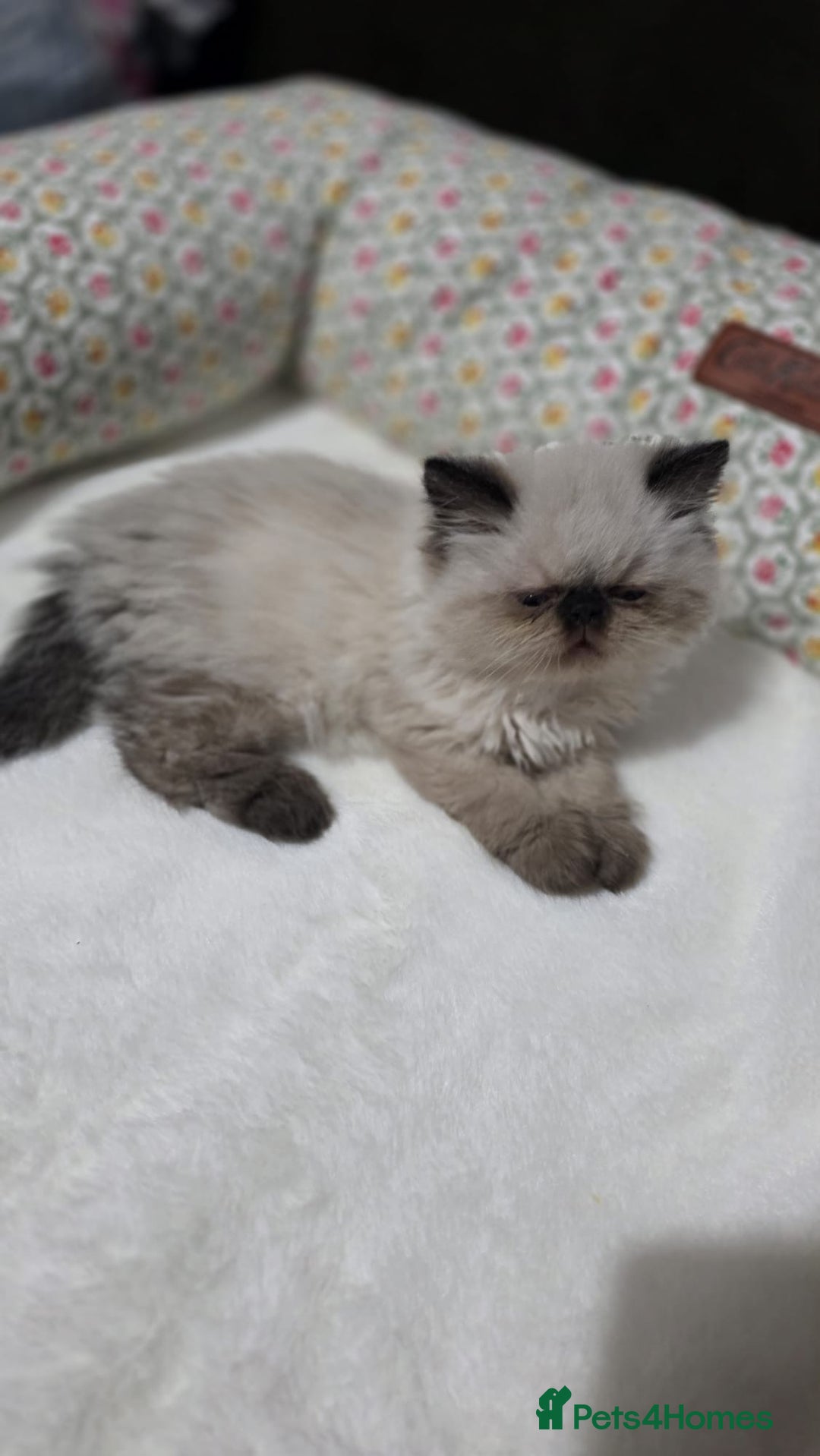 Persian cats for sale: Himalayan Persian Kittens  - Advert 7