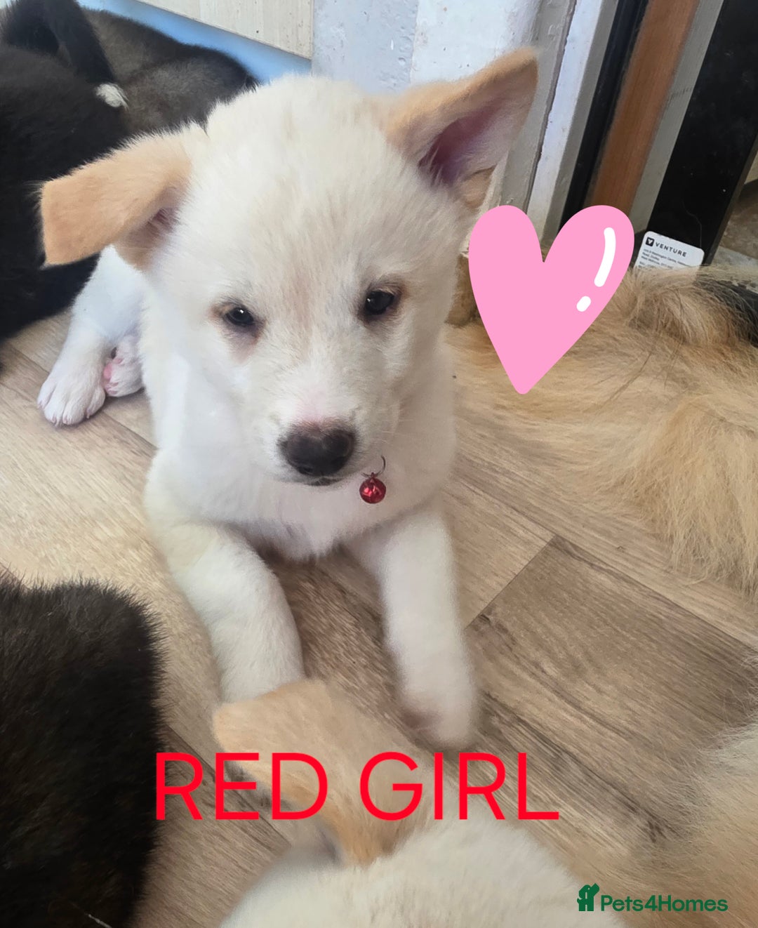 Akita dogs for sale: American akita puppies x10 - Image 10