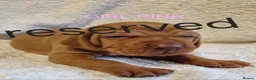 Hungarian Vizsla dogs for sale: READY TO LEAVE ,. 4 Beautiful girls left. - Advert 36