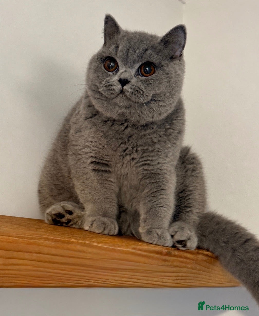 British Shorthair cats Beautiful boy  - Advert 20